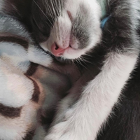 jrny-spr25-bts-2 Kitten Sleeping