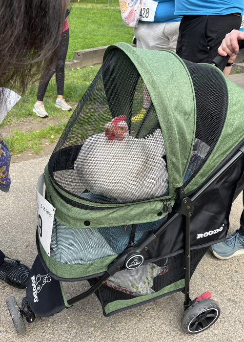 Run for Animals