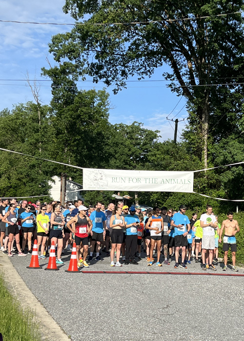 Run for Animals
